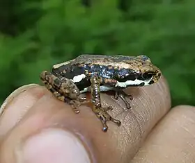 Pedostibes tuberculosus