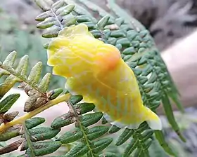 Uma lesma da espécie Peltella iheringi Leme, 1968, um Bulimulidae da região sudeste do Brasil; pertencente à subfamília Peltellinae junto com o gênero Drymaeus de caracóis.