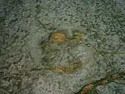 Pegada de saurópode