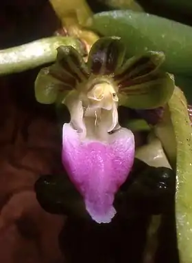 Pelatantheria insectifera