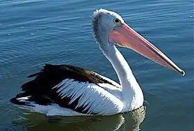 Australian pelican