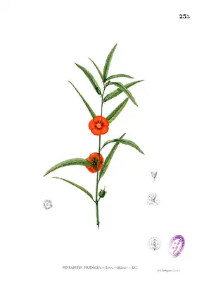 Pentapetes phoenicea