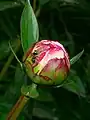 Formiga atraída peo néctar de Paeonia.
