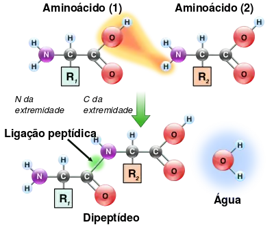 Dois aminoácidos são mostrados próximos. Um deles perde um átomo de hidrogénio e de oxigénio a partir de seu grupo carboxila (COOH) e o outro perde um átomo de hidrogénio de seu grupo amino (NH2). Esta reacção produz uma molécula de água (H2O) e dois aminoácidos ligados por uma ligação peptídica (CO-NH-). Os dois aminoácidos ligados são chamados um dipeptídeo.