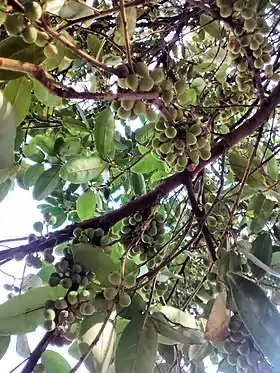 Pera glabrata do Bolsão de estacionamento da BCCL - unicamp, Campinas (SP) - BR.