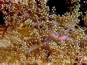 Actinodendron arboreum