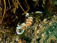 Ancylomenes magnificus