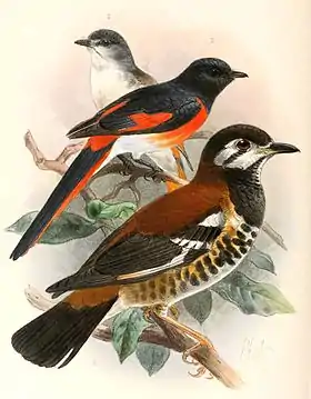 Pericrocotus lansbergei & Geokichla dohertyi
