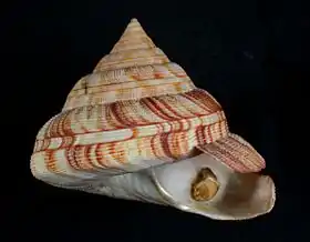 P. atlanticus com o seu opérculo visível, colado a um tufo de algodão.