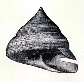Ilustração de P. quoyanus.