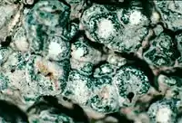 Espécime Pertusaria velata em herbário (ampliação 40X),