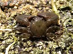 Petrolisthes japonicus