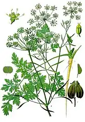 Petroselinum crispum (Mill.) Nyman ex A.W.Hill