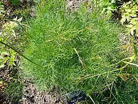 Peucedanum officinale