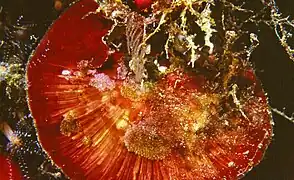 Peyssonnelia squamaria (Peyssonneliaceae)