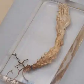 Phacellanthus tubiflorus