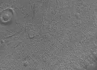 Imagem da superfície do Quadrângulo de Phaethontis. Acredita-se que os poços foram causados pelo gelo enterrado que se transformava em gás. Imagem fotografada pela Mars Global Surveyor.