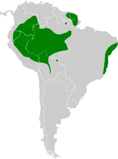 Distribuição do rabo-branco-do-bico-grande