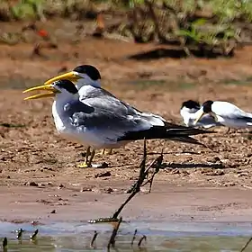 Dois Trinta-reis-grande em Rio Cuiabá, Pantanal, Estado de Mato Grosso, Brasil