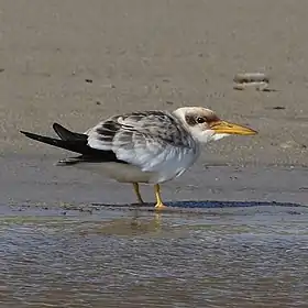 Jovem Trinta-reis-grande em Parque Nacional da Lagoa do Peixe, Tavares, Estado do Rio Grande do Sul, Brasil