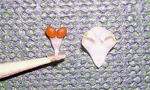 Espique de uma orquídea.