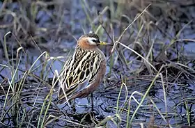 Falaropo-de-bico-grosso