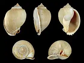 Cinco vistas da concha de Phalium glaucum (Linnaeus, 1758), encontrada no Indo-Pacífico.