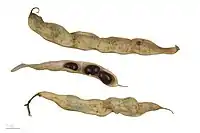 Vagem de feijão comum.