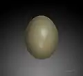 Ovo de Phasianus colchicus no MHNT;