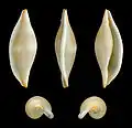 Cinco vistas da concha de Phenacovolva brevirostris (Schumacher, 1817); espécime vindo de Bohol, Filipinas, e pertencente à subfamília Ovulinae.