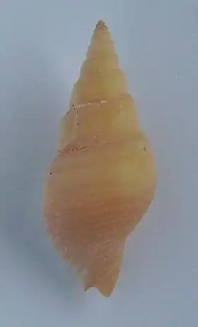 Phenatoma zealandica