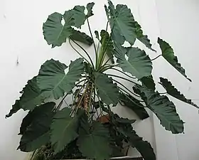 Philodendron speciosum