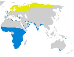 Distribuição natural de P. pugnax.Área de nidificação (amarelo)Área de invernagem (azul)