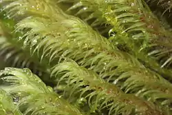 Philonotis calcarea (Bartramiales).