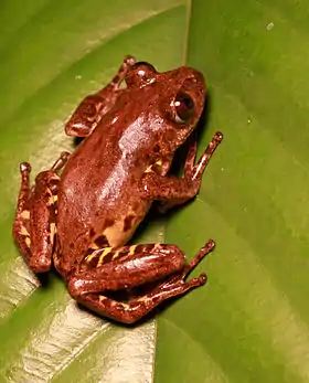 Phlyctimantis leonardi