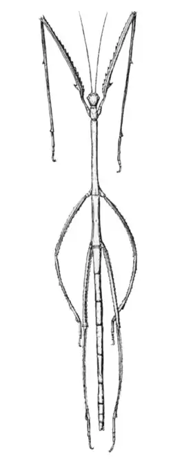 Fêmea de Phobaeticus kirbyi