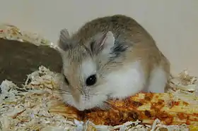 Hamster Roborovski