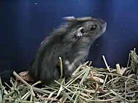 Hamster-anão-russo-siberianoPhodopus sungorus