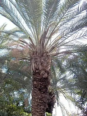 Tamareira (Phoenix dactylifera)