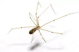 P. phalangioides