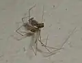 Pholcus phalangioides capturando uma vespa.