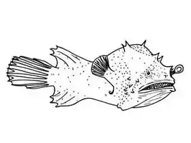 Uma fêmea de Photocorynus spiniceps, a estranha protuberância nas costas é o macho