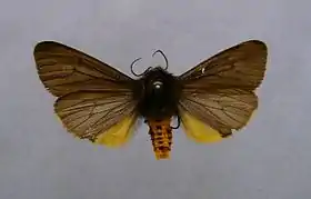 Phragmatobia luctifera