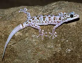 Phyllodactylus xanti