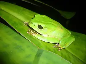 Phyllomedusa boliviana