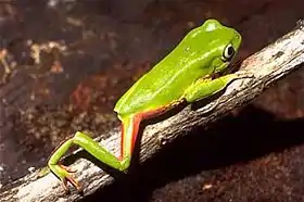 Phyllomedusa distincta