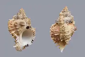 Duas vistas de P. margaritensis, a espécie-tipo do gênero e que já pertenceu aos gêneros Murex e Chicoreus; encontrada nas Pequenas Antilhas.