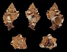 Cinco vistas da concha de P. pomum, espécie encontrada na Flórida, Estados Unidos, e nas Antilhas.