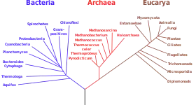 Cytota agrupa os seres eucariontes e procariontes.