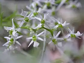 Phymatidium hysteranthum